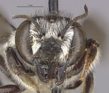 Media type: image;   Entomology 16202 Aspect: head frontal view